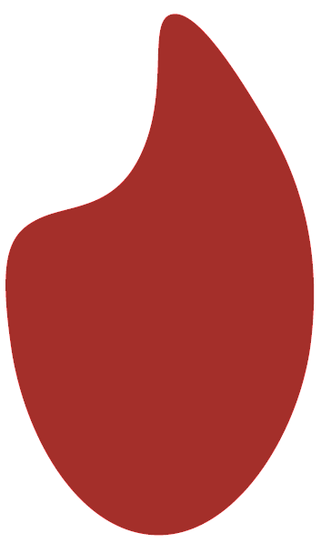 Tulip Design logo